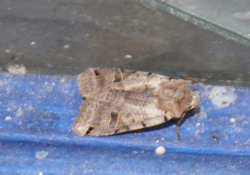 Réf. 79 151 : Agrochola litura