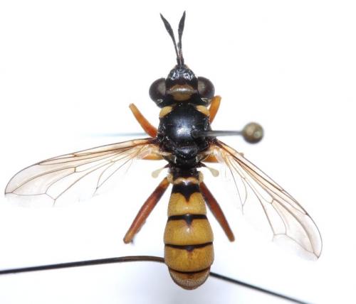 Réf. 79 146 : Conops vitellinus