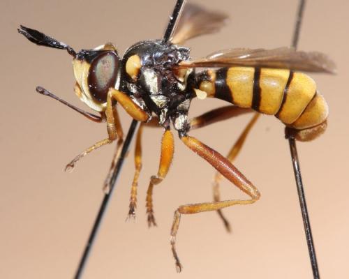 Réf. 79 147 : Conops vitellinus