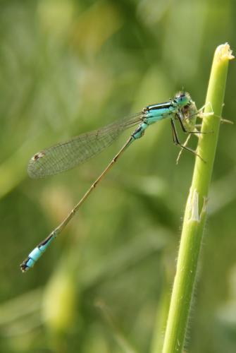 Réf. 79 384 : Ischnura elegans