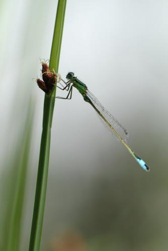 Ischnura elegans