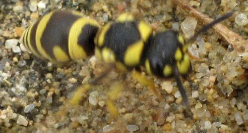 Antepipona deflenda