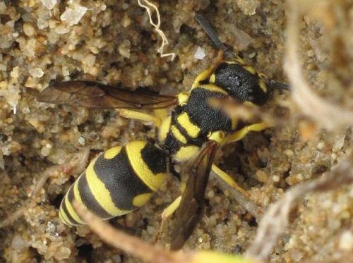 Antepipona deflenda