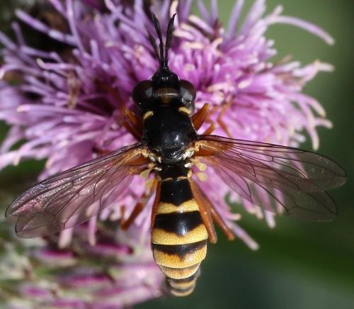 Réf. 79 144 : Conops quadrifasciatus