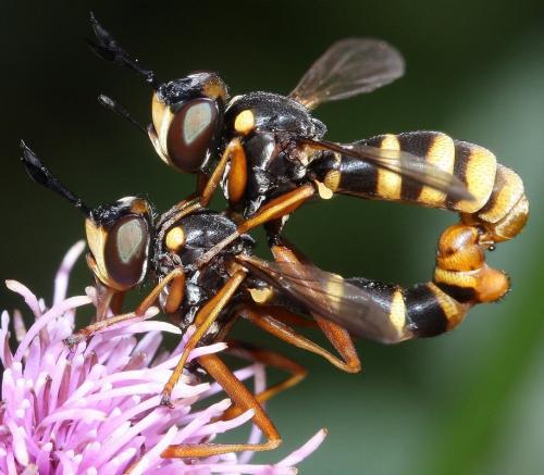Conops quadrifasciatus