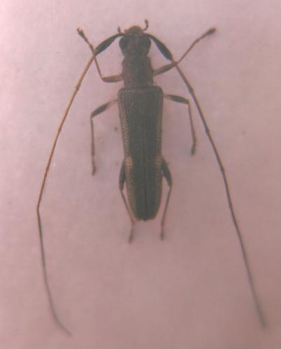 Réf. 79 901 : Phelocalocerella albonotata