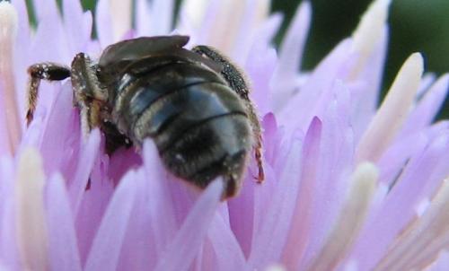 Lasioglossum leucozonium