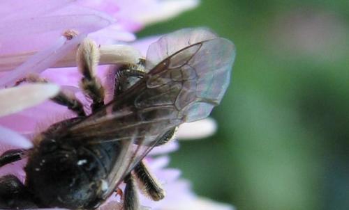 Lasioglossum leucozonium