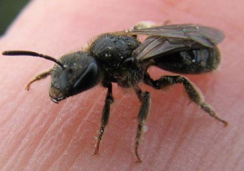 Lasioglossum leucozonium
