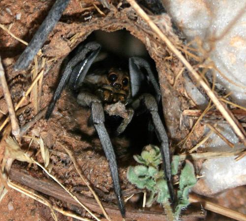 Réf. 79 915 : Lycosa sp.