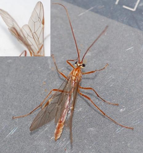 Ophion sp.