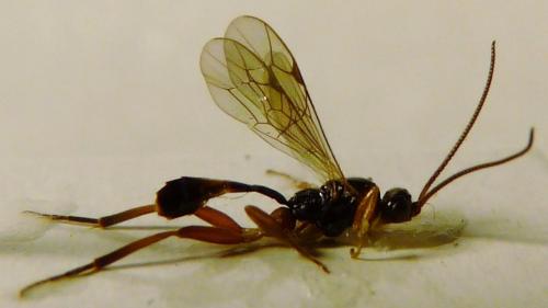 Réf. 79 271 : Megastylus sp.