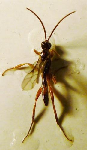 Réf. 79 272 : Megastylus sp.
