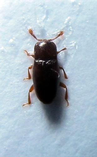 Cerylon sp.