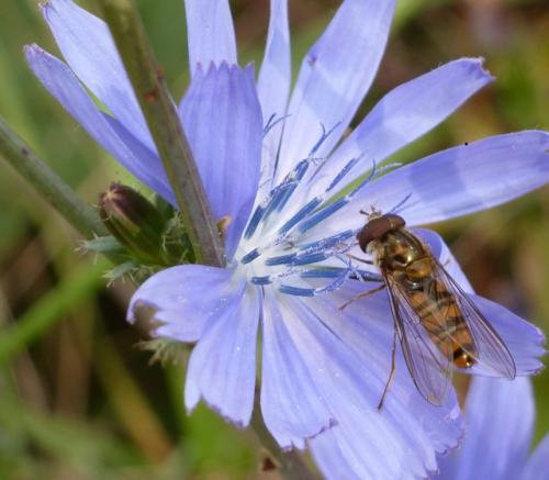 Episyrphus balteatus