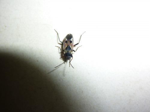 Rhyparochromus vulgaris