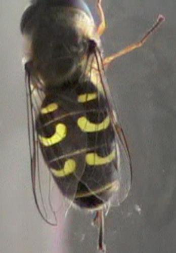 Réf. 79 608 : Scaeva selenitica