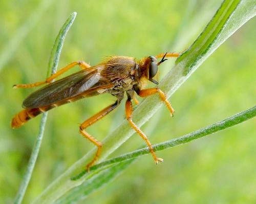 Stenopogon sp.