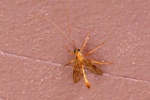 Réf. 79 835 : Enicospilus sp.