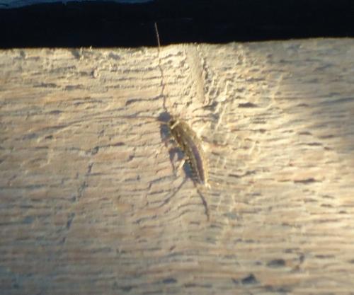 Ctenolepisma sp.
