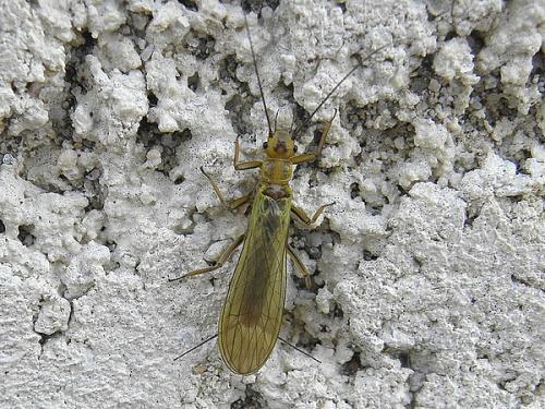 Isoperla sp.