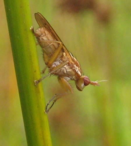 Réf. 79 753 : Ilione albiseta