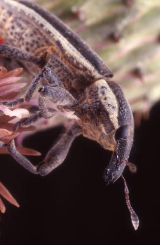 Réf. 79 047 : Lixus ochraceus