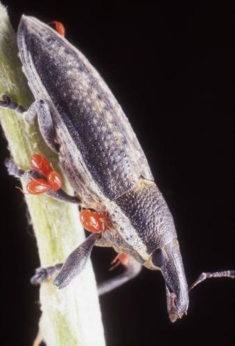 Réf. 79 049 : Lixus ochraceus