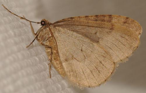 Réf. 79 559 : Operophtera brumata
