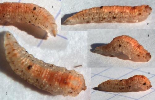 Réf. 79 448 : Syrphus sp.