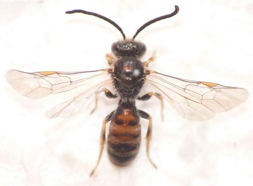 Lasioglossum sp.