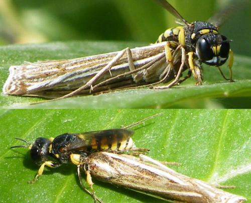 Réf. 79 847 : Lestica clypeata