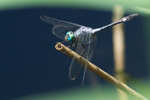 Micrathyria aequalis