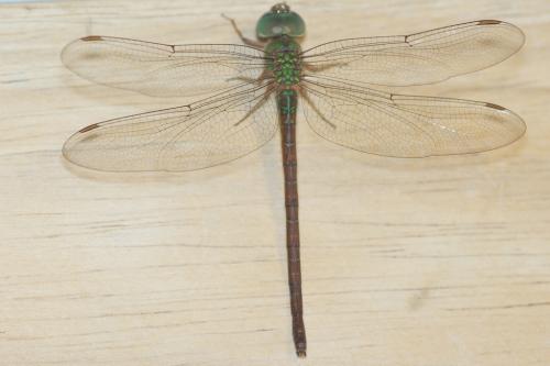 Réf. 79 113 : Triacanthagyna sp.
