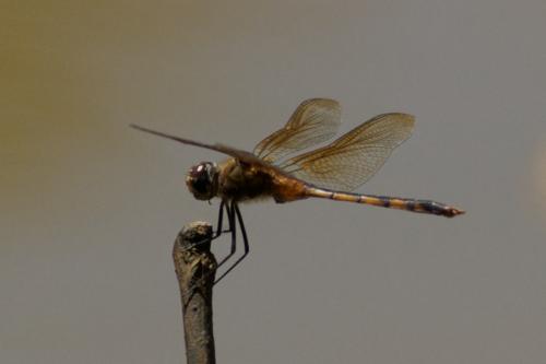 Brachymesia herbida
