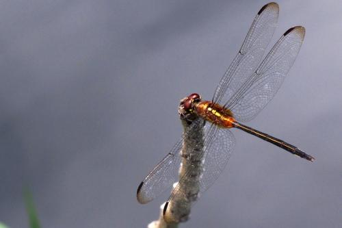 Orthemis attenuata