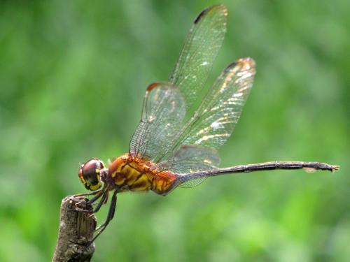Orthemis attenuata