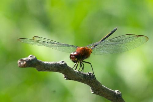 Orthemis attenuata
