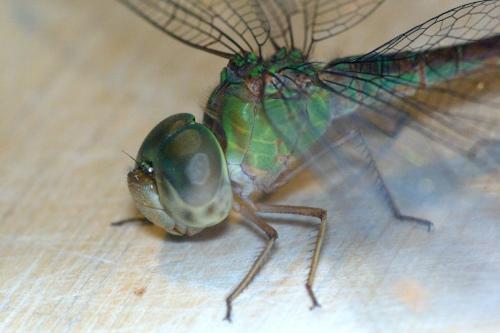 Triacanthagyna sp.
