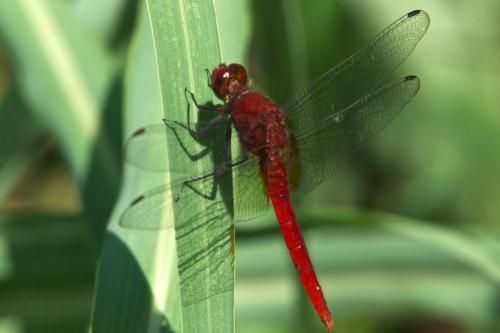 Erythemis mithroides