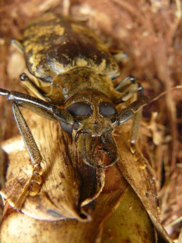 Tithoes maculatus