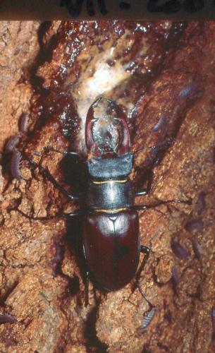 Lucanus cervus