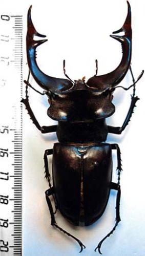 Réf. 79 734 : Lucanus cervus