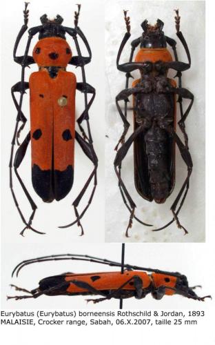 Eurybatus borneensis