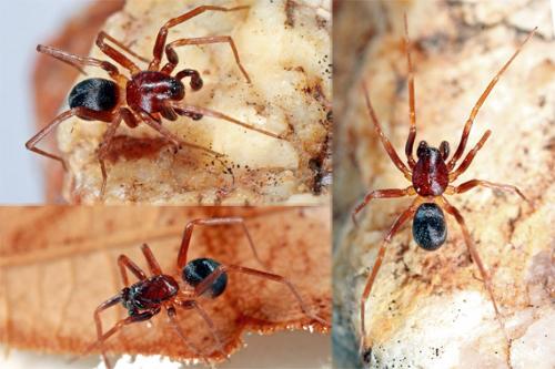 Zodarion hamatum