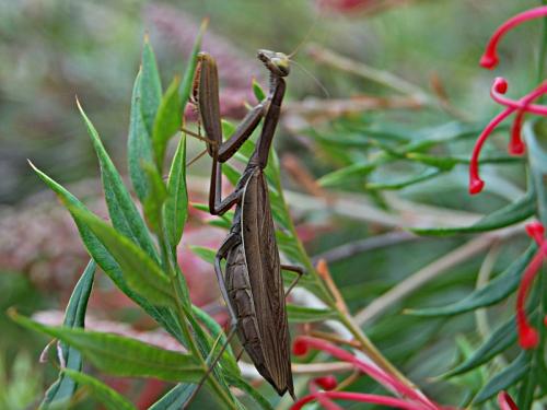 Réf. 79 316 : Mantis religiosa