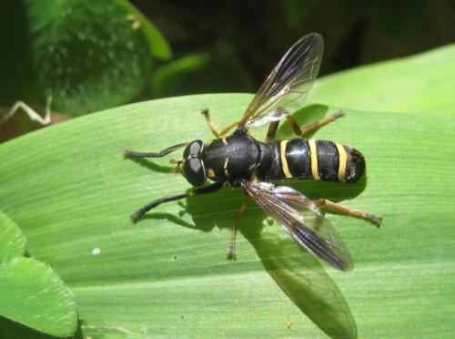 Réf. 79 715 : Temnostoma bombylans
