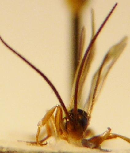 Réf. 79 372 : Megastylus sp.