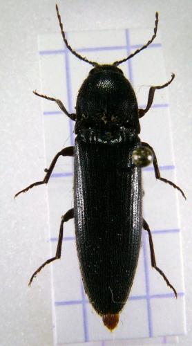 Melanotus sp.