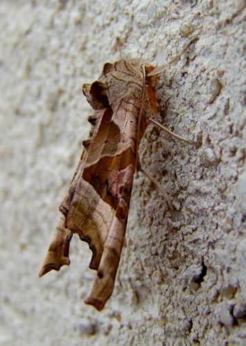 Réf. 79 916 : Phlogophora meticulosa